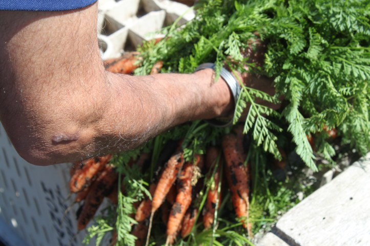 Our carrot loot for the day!
