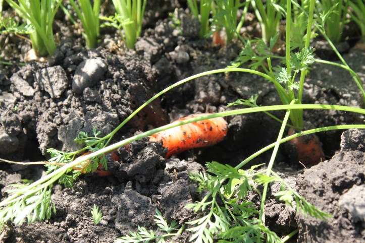 Digging for carrots